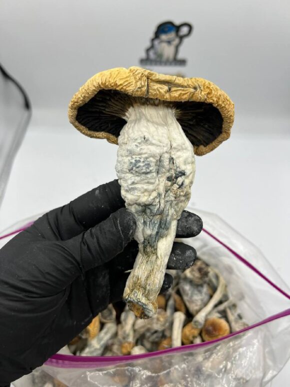 Mushrooms - Image 3